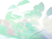 [SQTE-513] 「男の人ってどうやったら気持ち良くなれますか？」経験浅い美少女がカメラの前で頑張りエッチ。知花しおん - 1of5