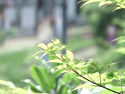 [JUQ-997] 強●イラマでイクまで離させない最低な義弟の口内肉便器。 向井藍 - 1of5