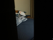 哥哥撞到年轻的后妹妹自慰，然后...