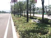 最新B站舞蹈区极品萝莉美女全裸宅舞流出 穿着Lolita边脱边跳 脱衣热舞露出大挑战 高清720P无水印完整版